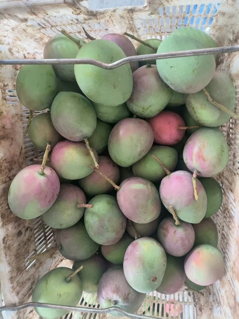 云南凯特芒大量接单价格美丽诚信合作欢迎联系