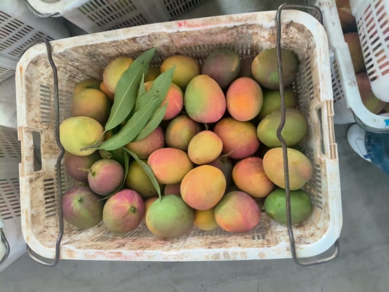 云南凯特芒大量接单价格美丽诚信合作欢迎联系
