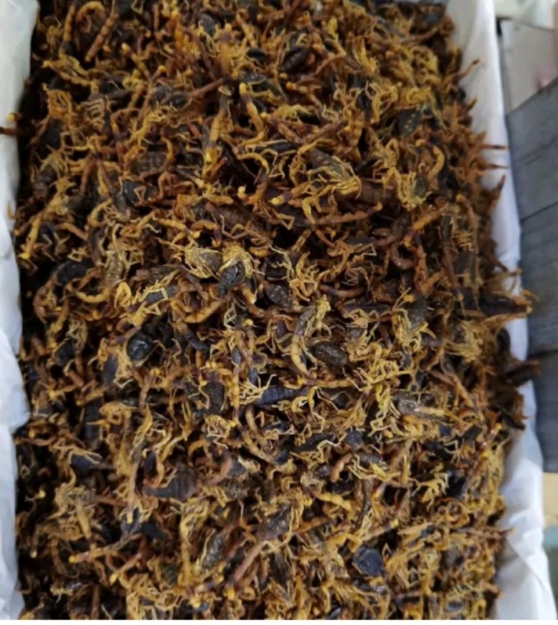沂蒙山十足全蝎/活蝎/蝎干/蝎子/需要的老板联系/全国发货