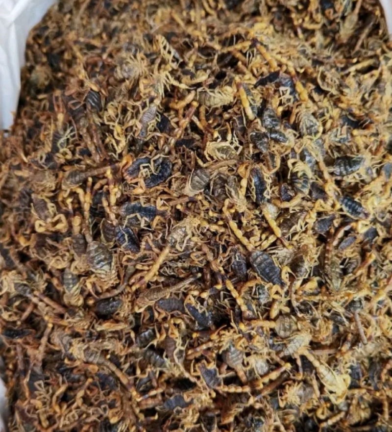 沂蒙山十足全蝎/活蝎/蝎干/蝎子/需要的老板联系/全国发货