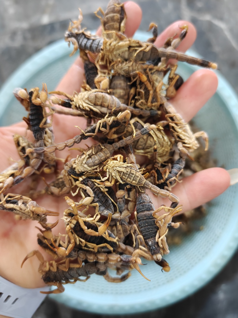 沂蒙山十足全蝎/活蝎/蝎干/蝎子/需要的老板联系/全国发货