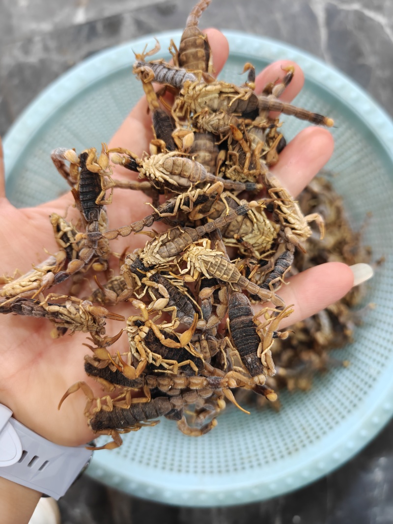 沂蒙山十足全蝎/活蝎/蝎干/蝎子/需要的老板联系/全国发货