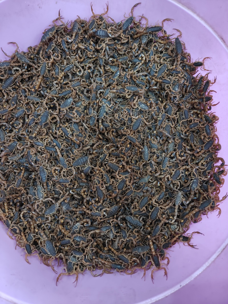 沂蒙山十足全蝎/活蝎/蝎干/蝎子/需要的老板联系/全国发货