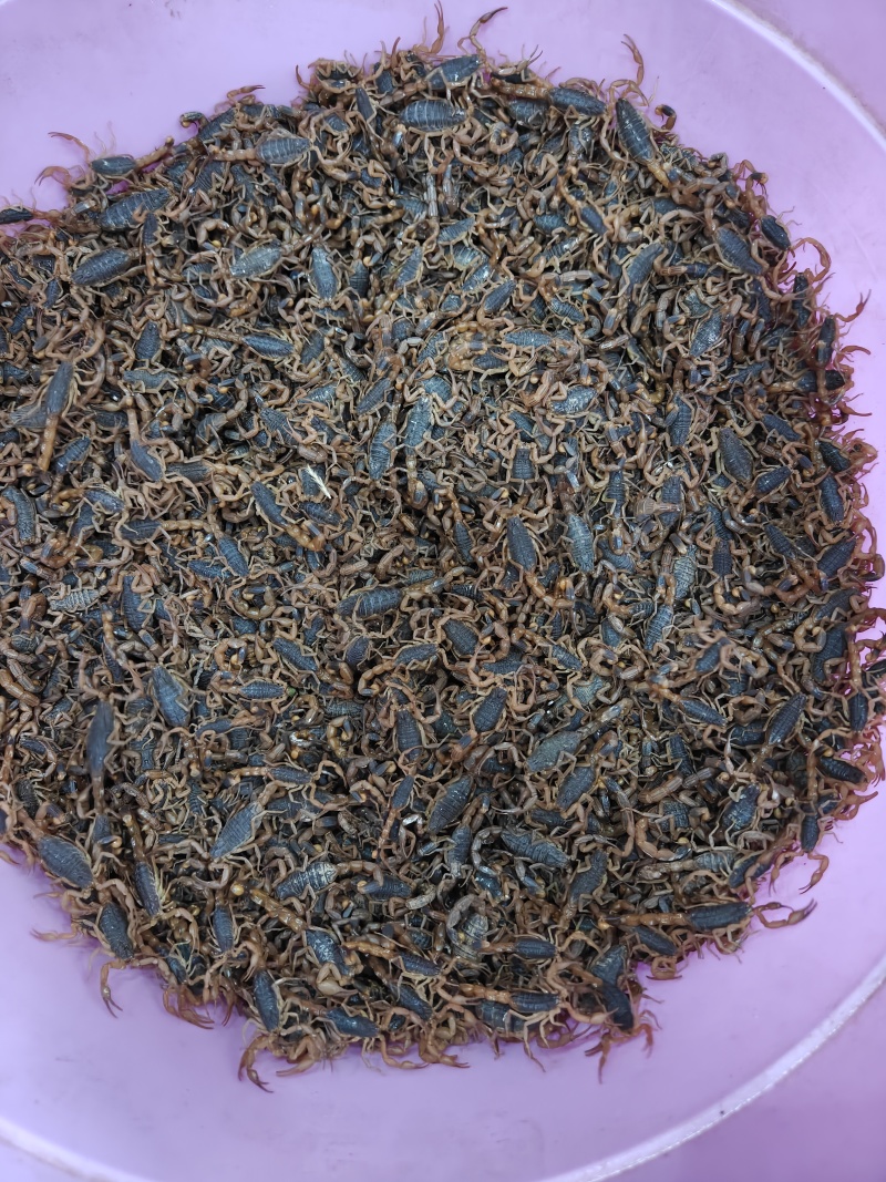 沂蒙山十足全蝎/活蝎/蝎干/蝎子/需要的老板联系/全国发货
