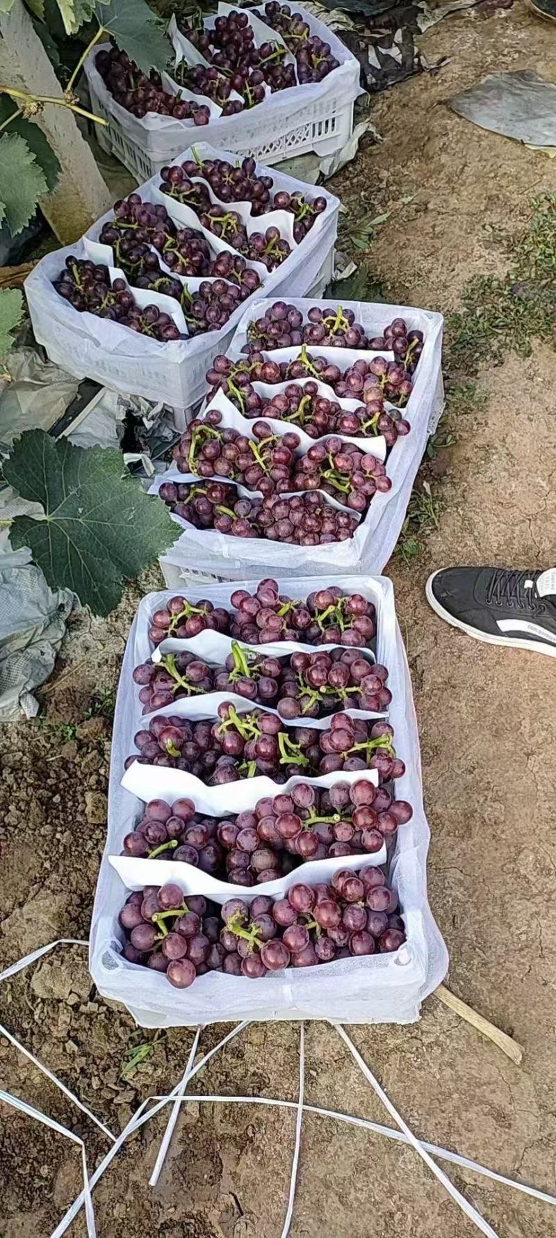河北葡萄巨峰葡萄大量上市需要的老板随时联系