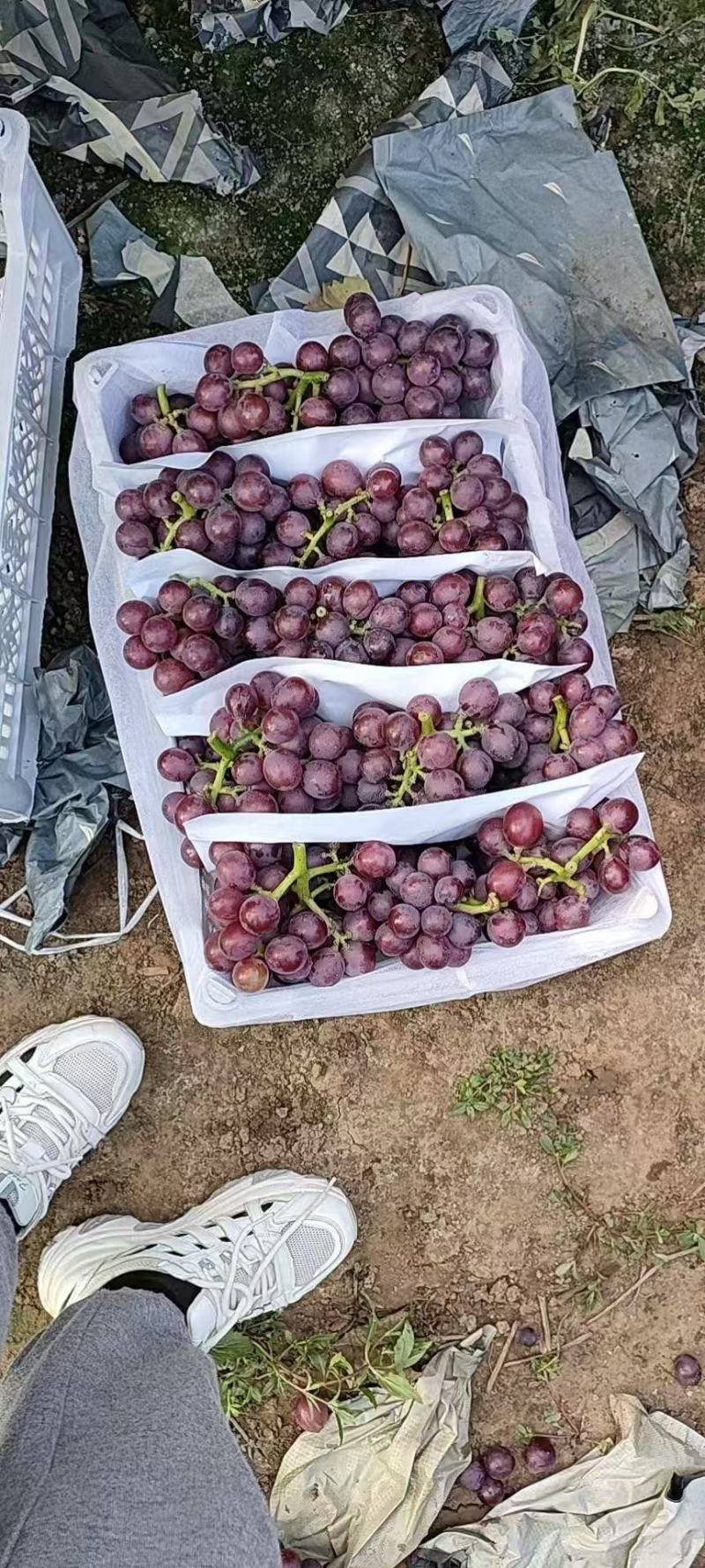河北葡萄巨峰葡萄大量上市需要的老板随时联系