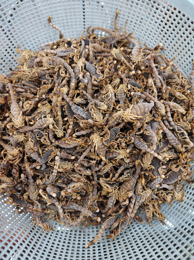 沂蒙山十足全蝎/活蝎/蝎干/蝎子/需要的老板联系/全国发货