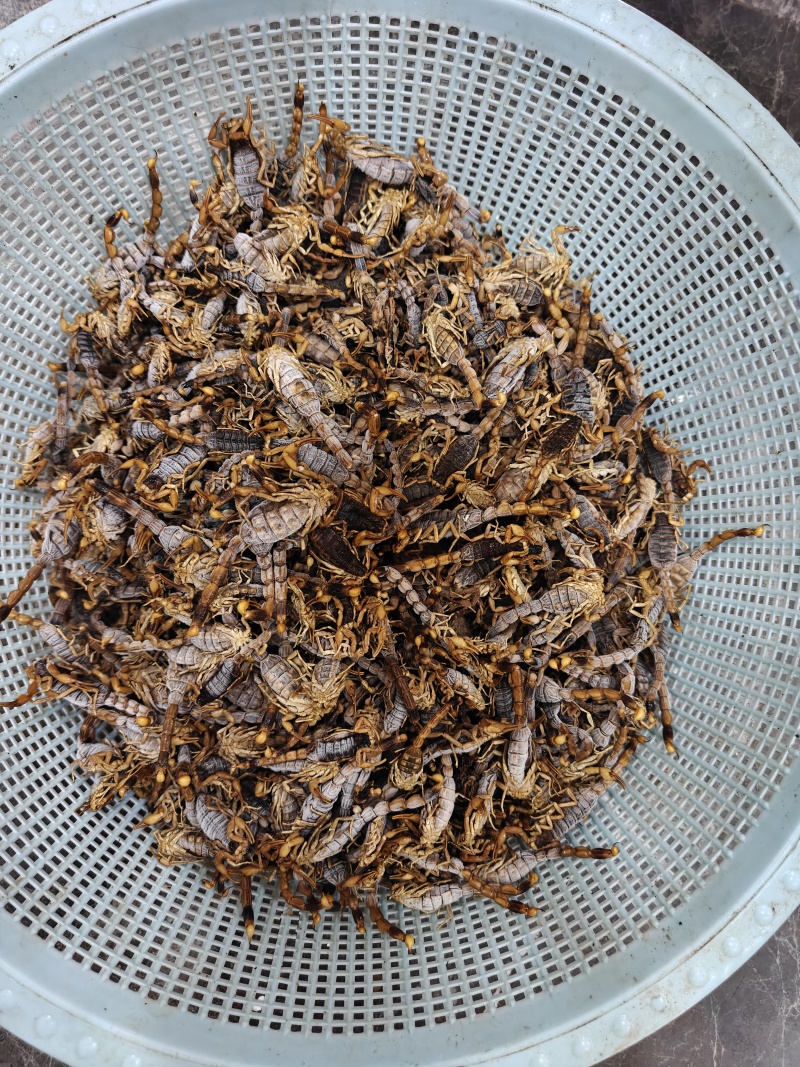 沂蒙山十足全蝎/活蝎/蝎干/蝎子/需要的老板联系/全国发货