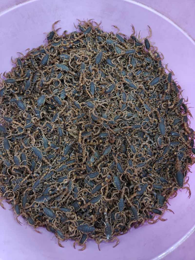 沂蒙山十足全蝎/活蝎/蝎干/蝎子/需要的老板联系/全国发货