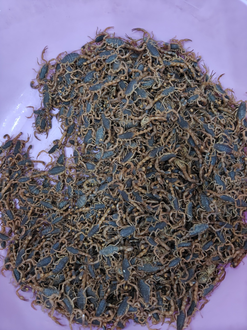 沂蒙山十足全蝎/活蝎/蝎干/蝎子/需要的老板联系/全国发货