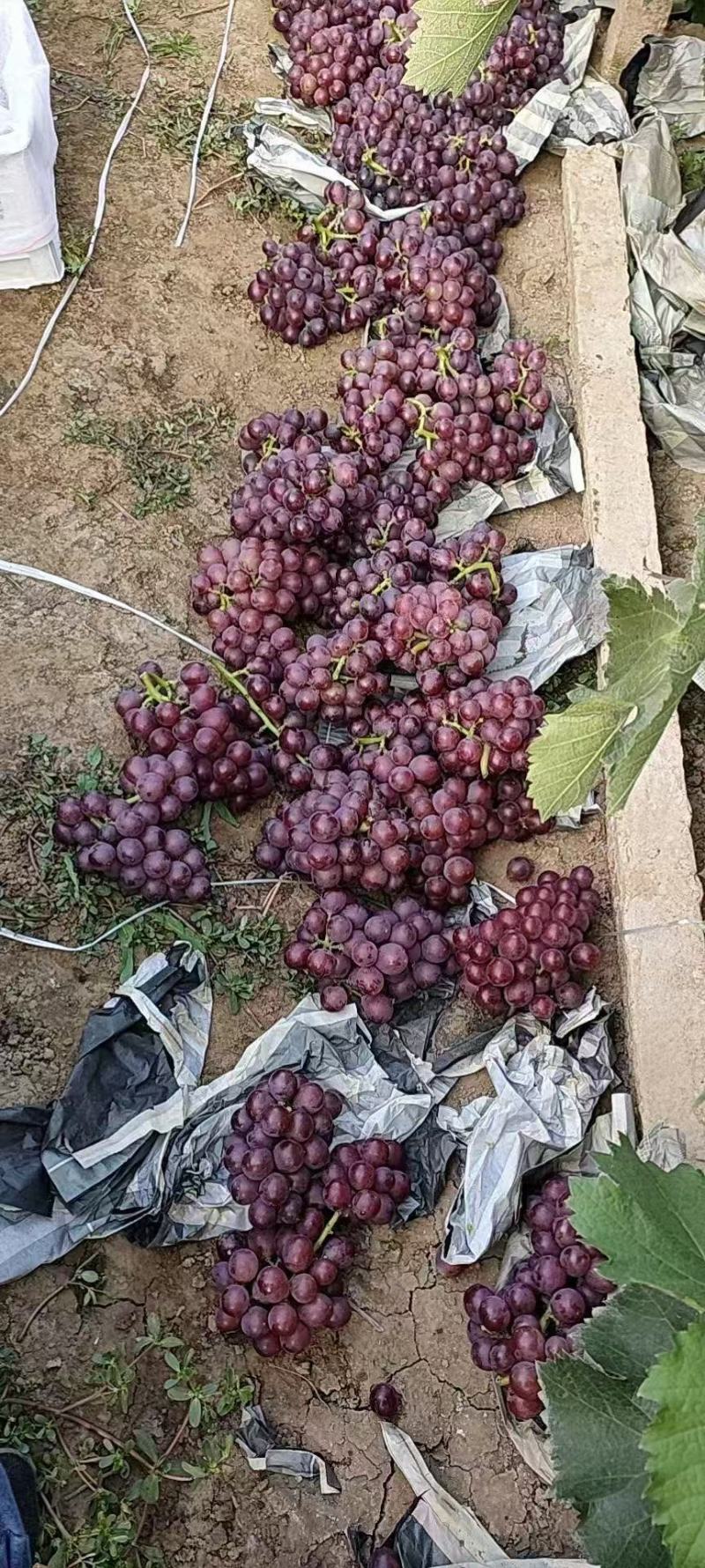 推荐河北葡萄巨峰葡萄产地一手货源量大从优全国发货