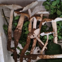 贵州独有野生鸡纵菌