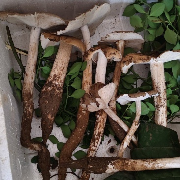 贵州独有野生鸡纵菌