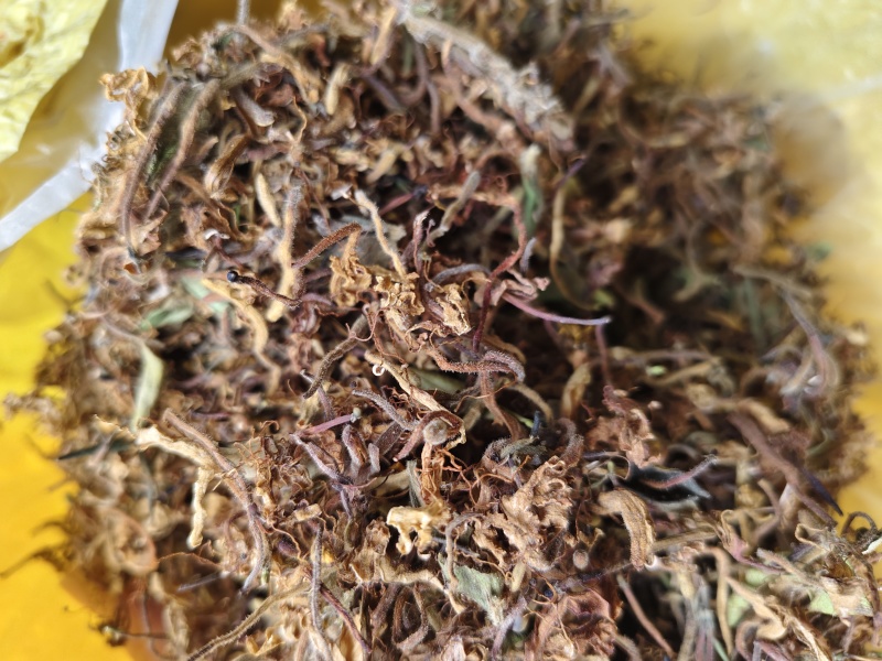 朱砂根