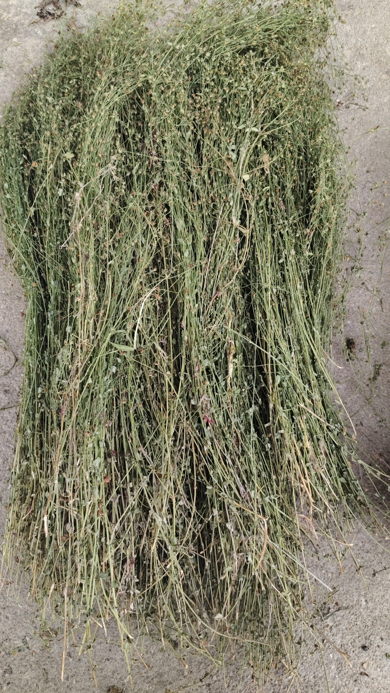 朱砂根