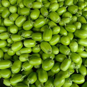 青茄，量大