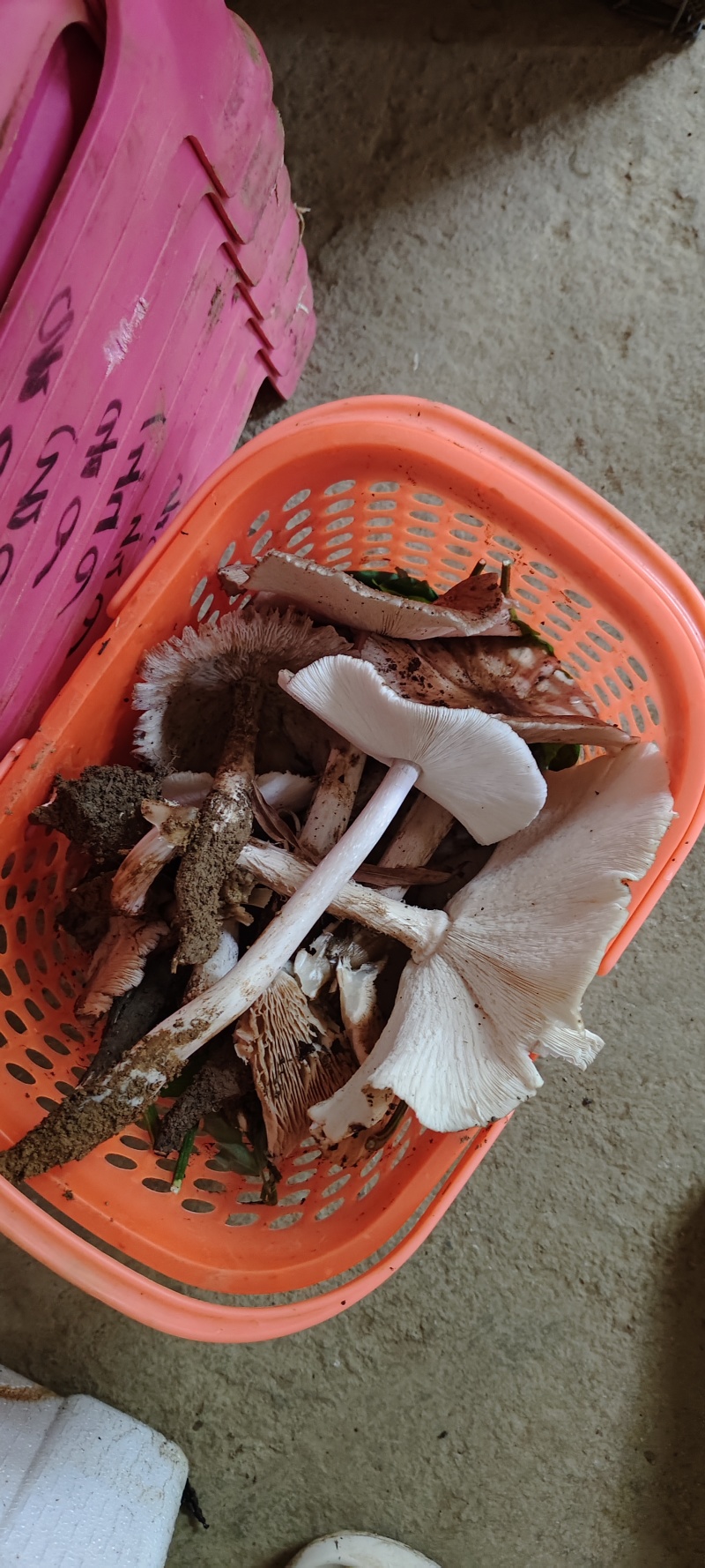 贵州独有野生鸡纵菌
