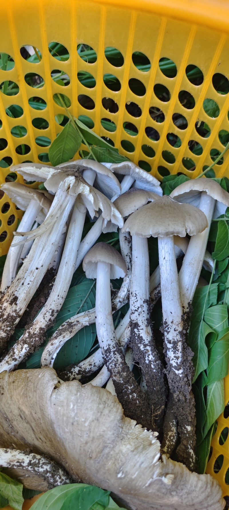 贵州独有野生鸡纵菌