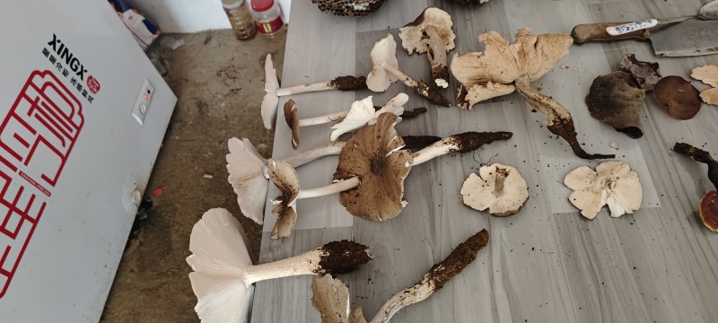 贵州独有野生鸡纵菌