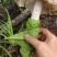 贵州独有野生鸡纵菌