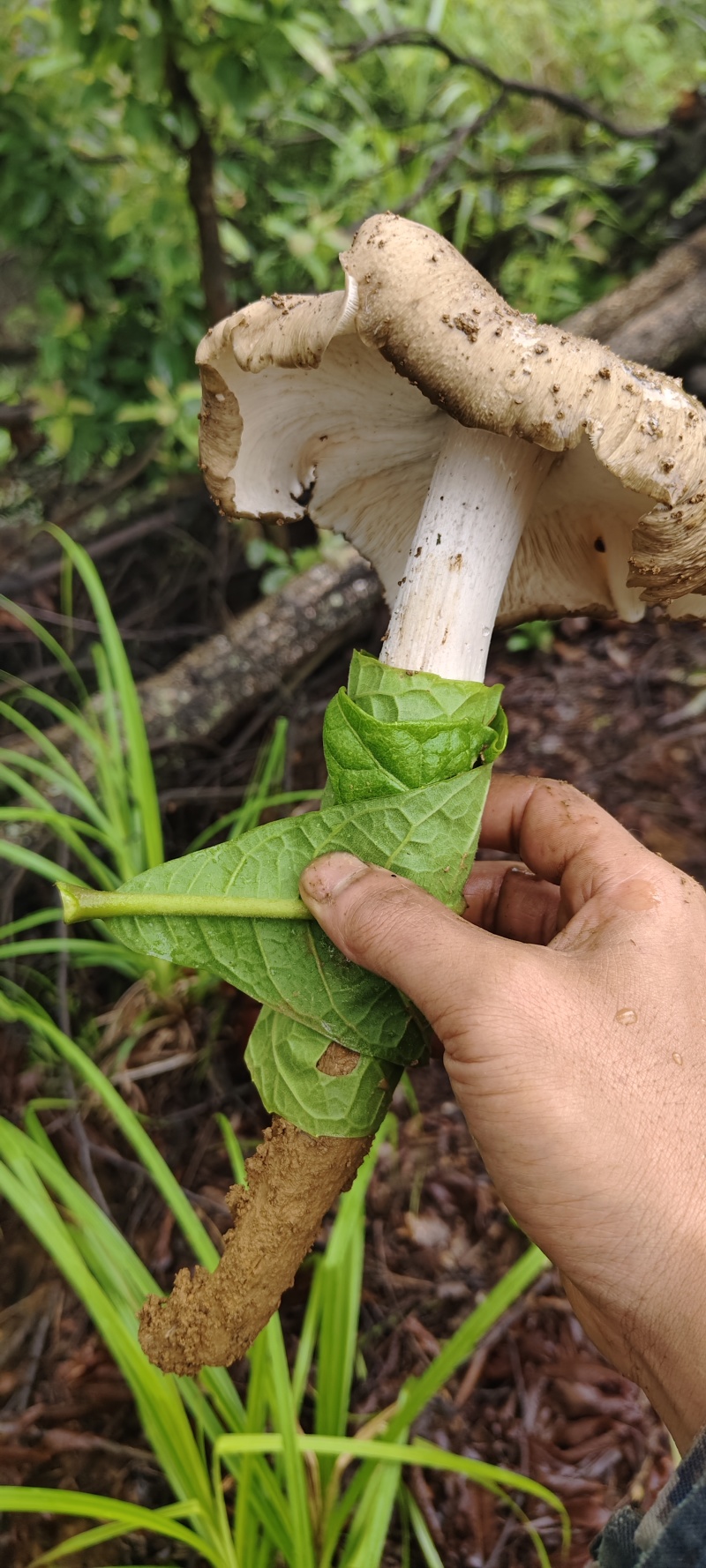 贵州独有野生鸡纵菌
