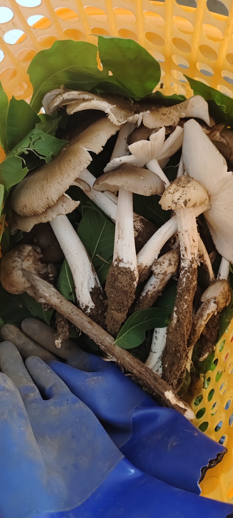 贵州独有野生鸡纵菌
