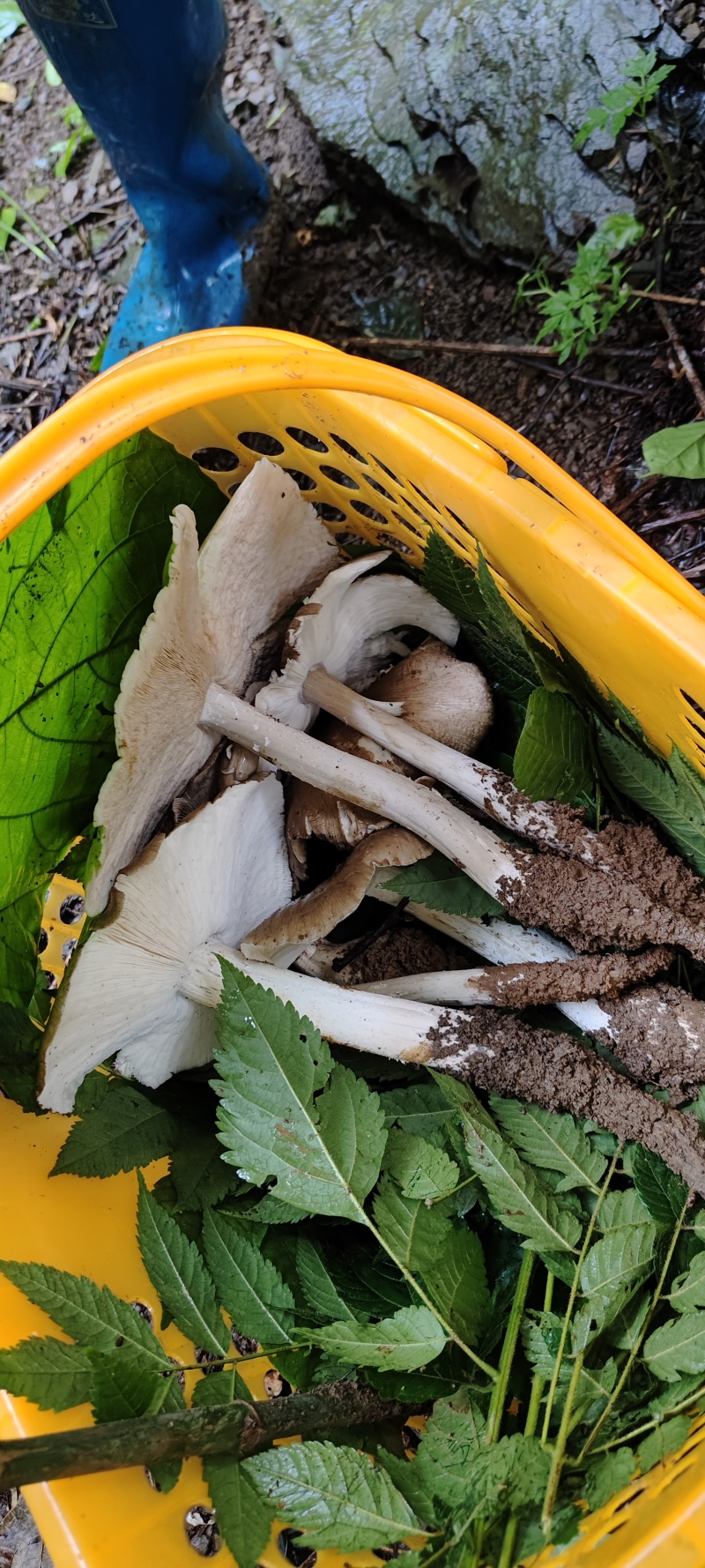 贵州独有野生鸡纵菌