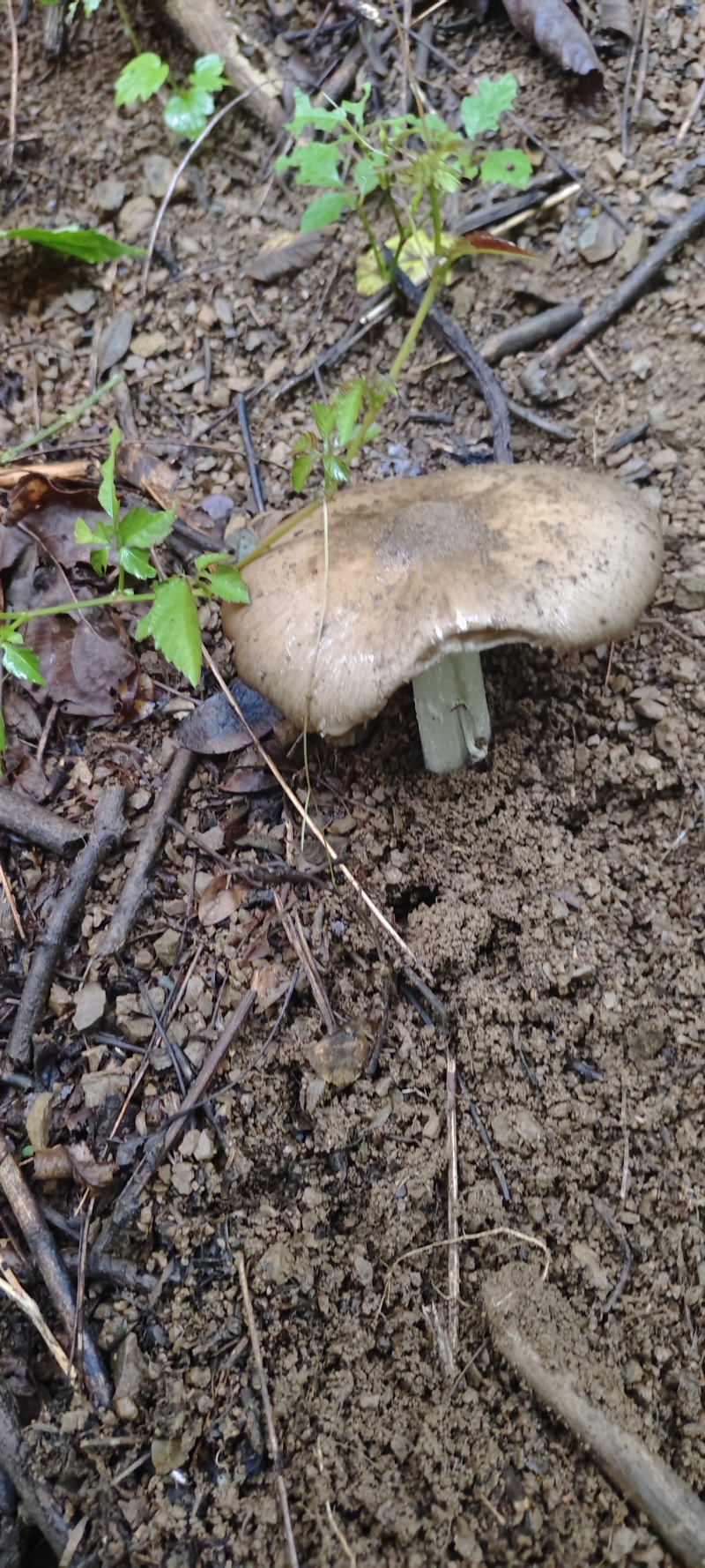贵州独有野生鸡纵菌