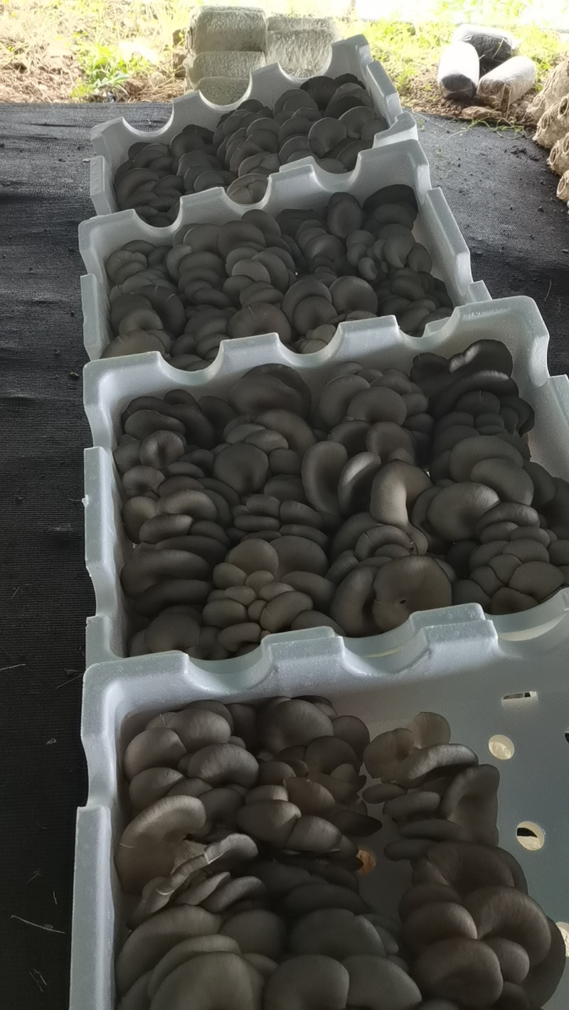 二茬精品蘑菇