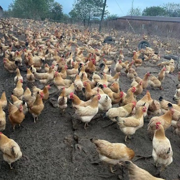 (实力供货)安徽土鸡肉质好价格美丽质量好走货快欢迎询价