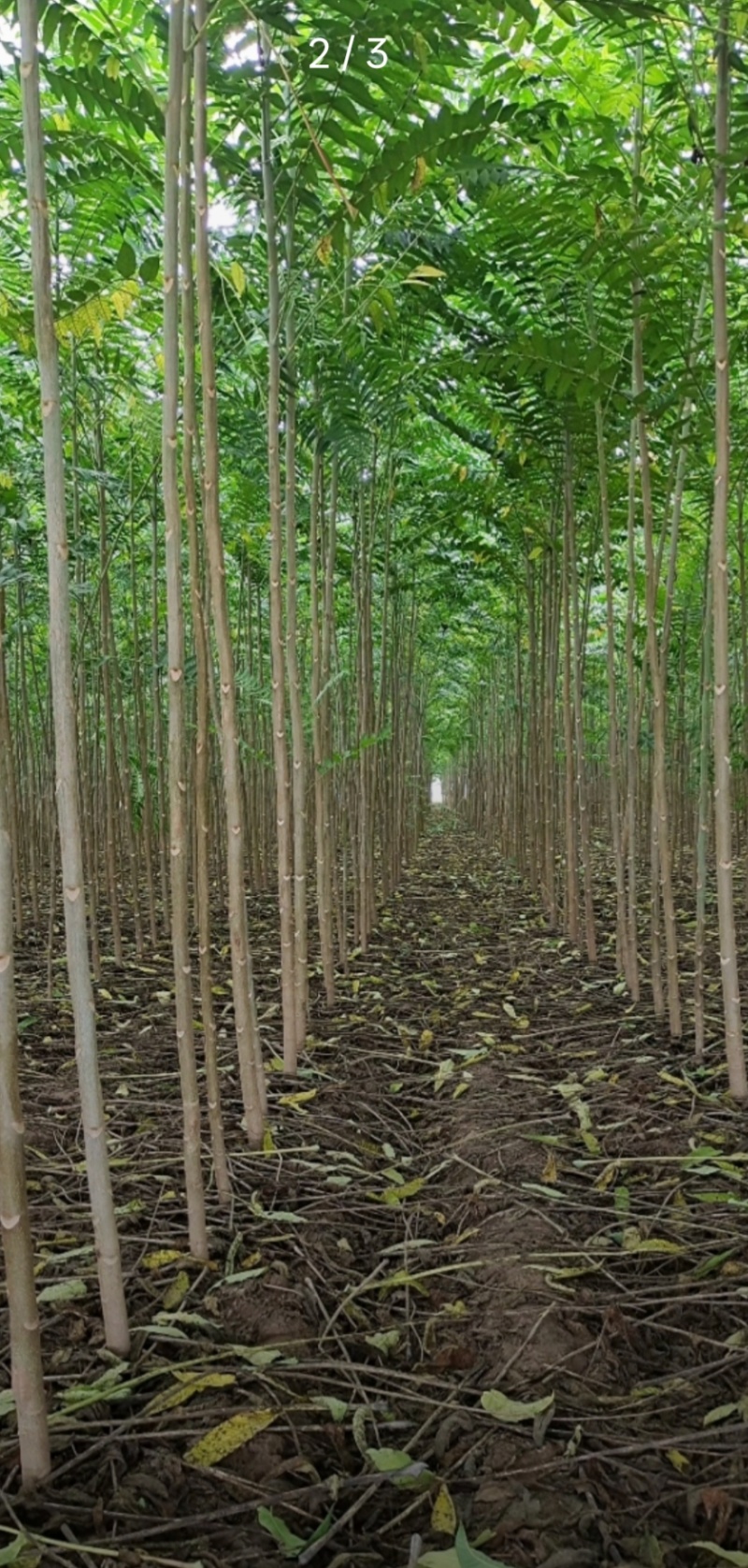 三公分椿树