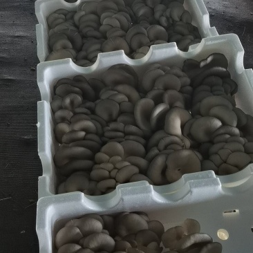 二茬精品蘑菇