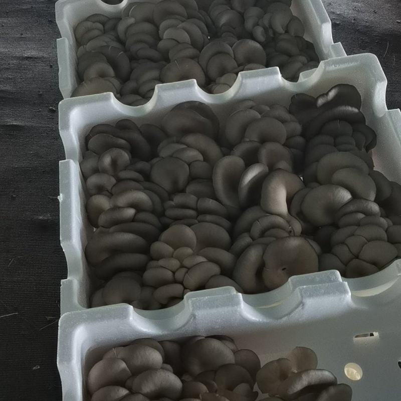 二茬精品蘑菇