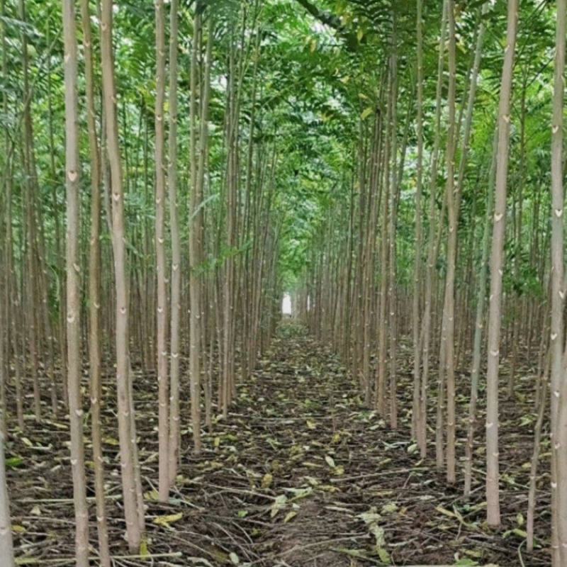 三公分椿树