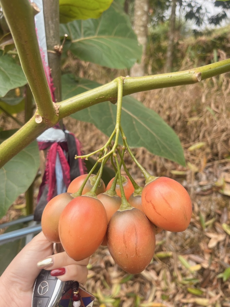 云南树番茄种植基地销售直采