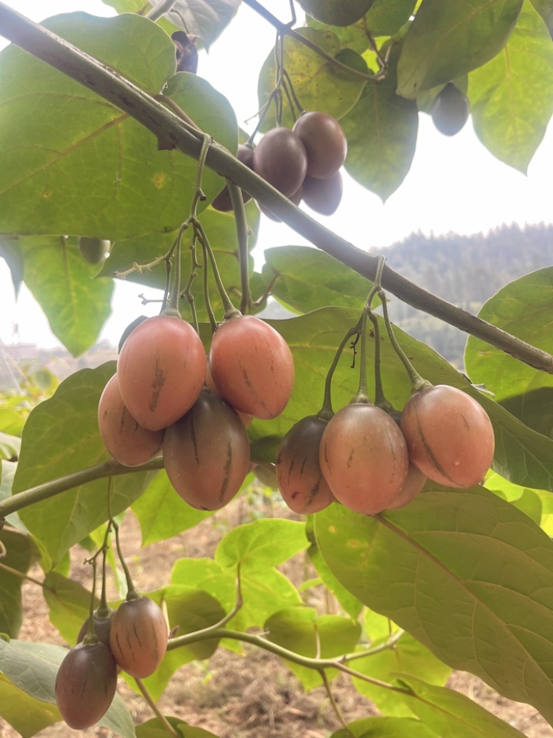 云南树番茄种植基地销售直采