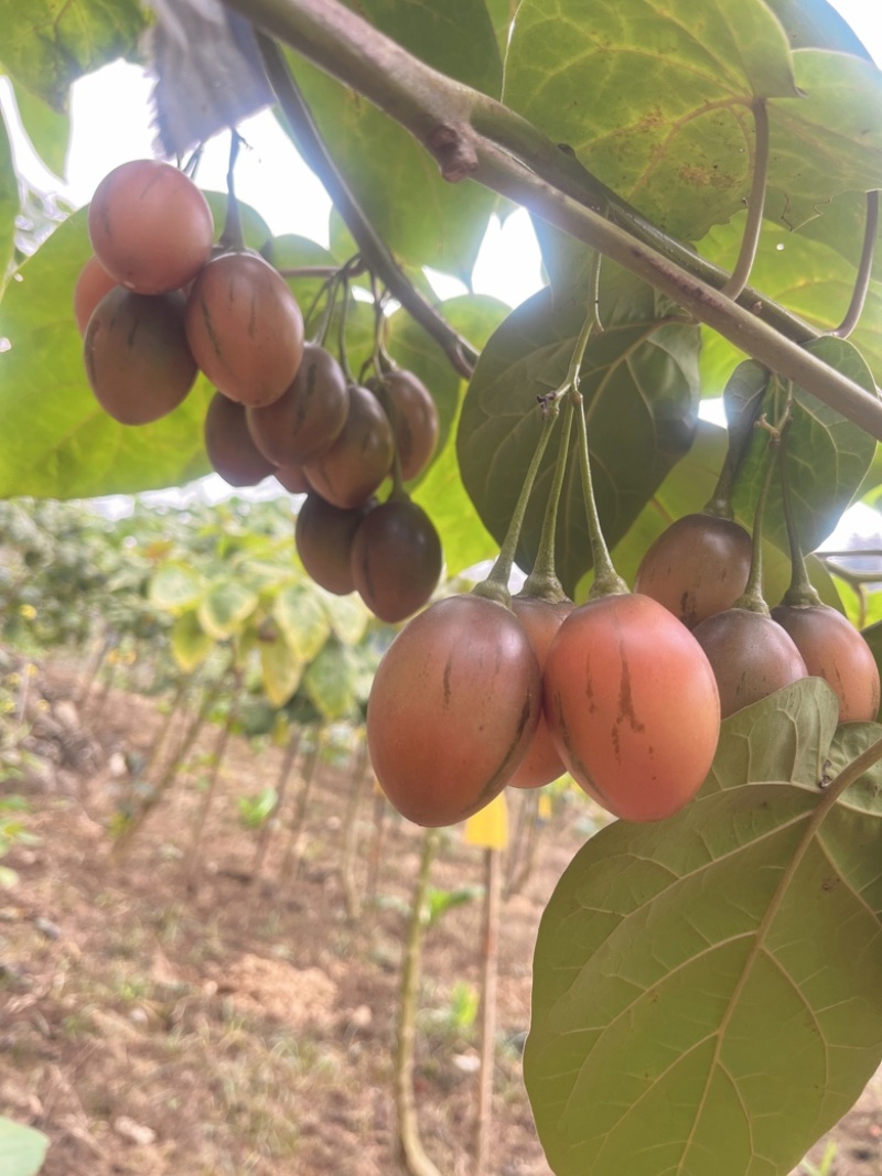 云南树番茄种植基地销售直采