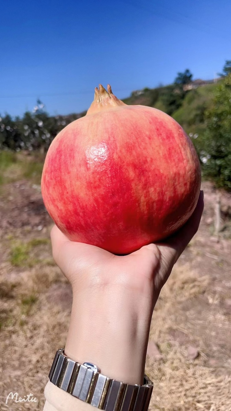 会理软籽石榴