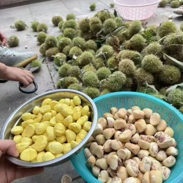 板栗