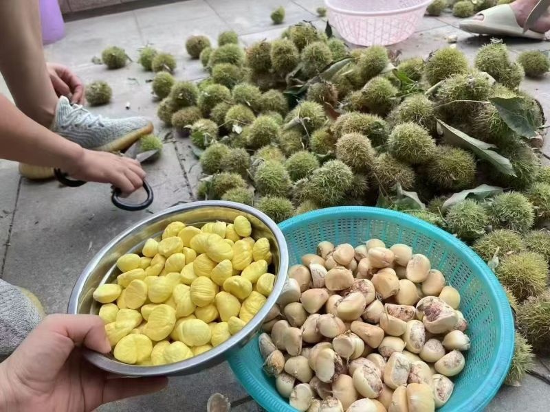板栗