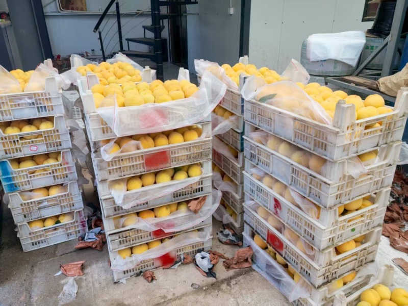 乐陵自己家80亩锦绣黄桃，头茬，需要批发的联系！