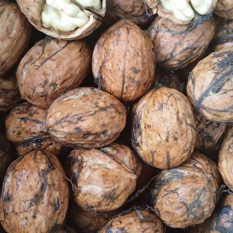 大优青皮核桃