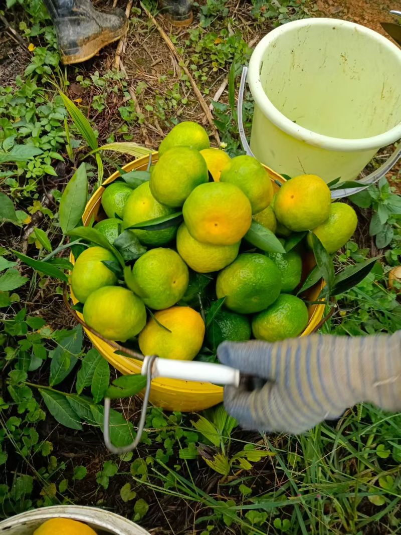 产地大量供应早熟柑橘蜜橘各种品种，量大从优