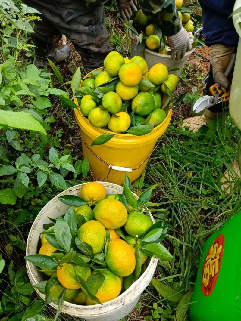 产地大量供应早熟柑橘蜜橘各种品种，量大从优
