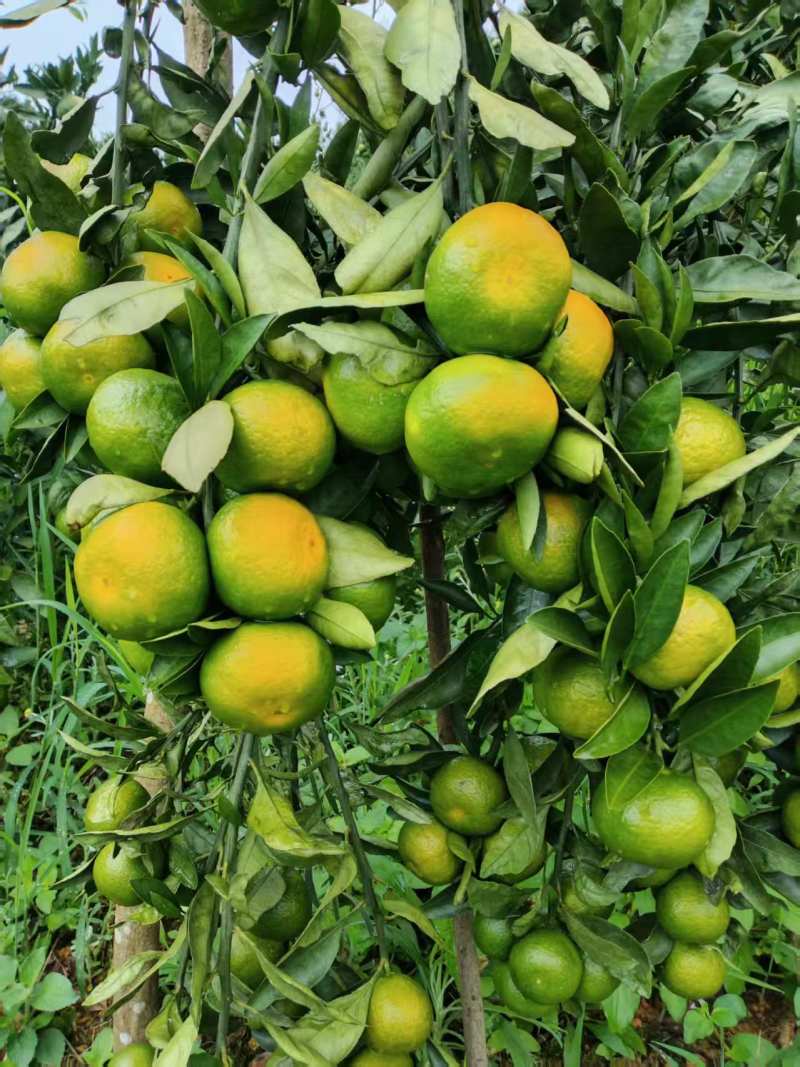 产地大量供应早熟柑橘蜜橘各种品种，量大从优