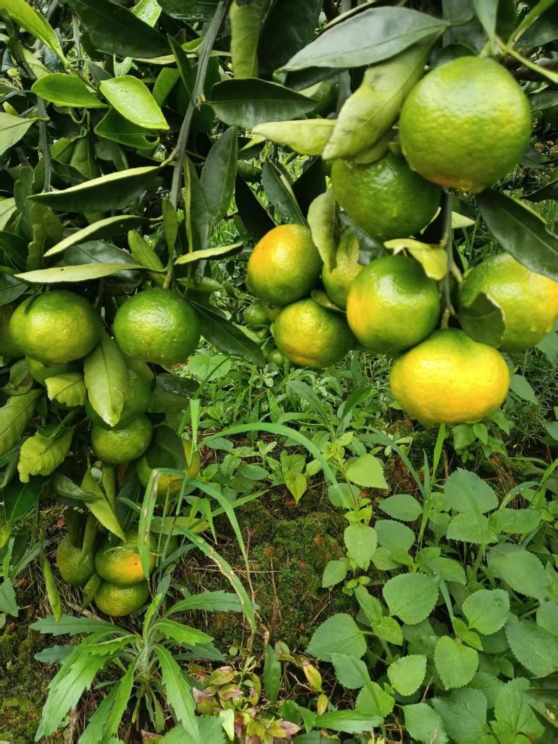 产地大量供应早熟柑橘蜜橘各种品种，量大从优