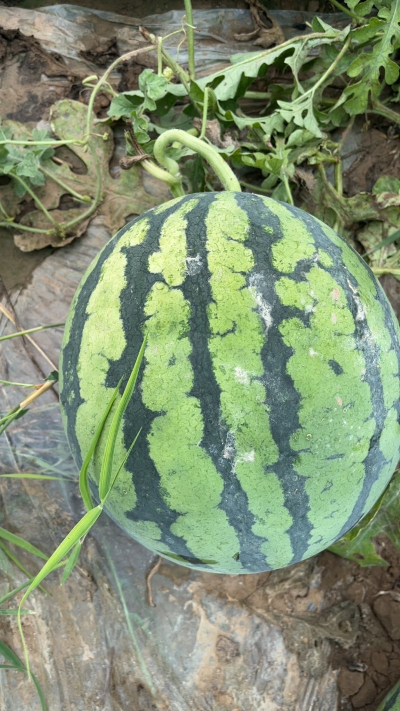 麒麟西瓜