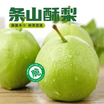 甘肃条山酥梨产地直供大量上市品质好价格低欢迎来电