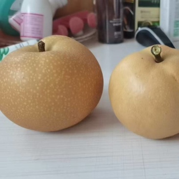 山东青岛莱西秋月梨