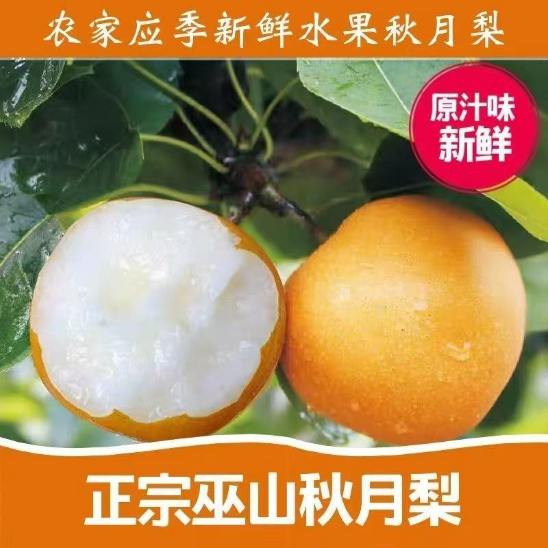 正宗巫山秋月梨